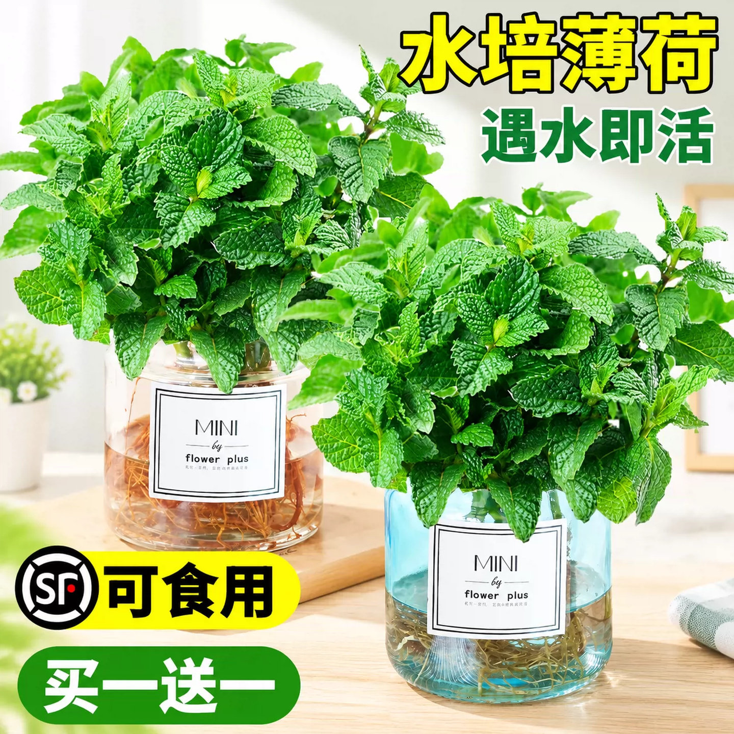 室内水培盆栽绿植柠檬薄荷迷迭香常青叶片可食用好养护