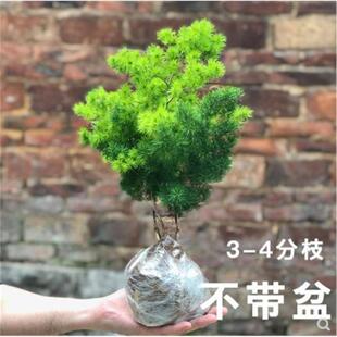 蓬莱松室内盆栽生肖猴客厅小盆景花卉桌面好养四季绿植金钱树植物