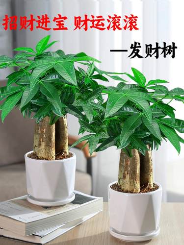 发财树盆栽花卉植物办公室内