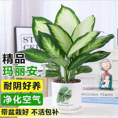 玛丽安万年青盆栽银皇后绿
