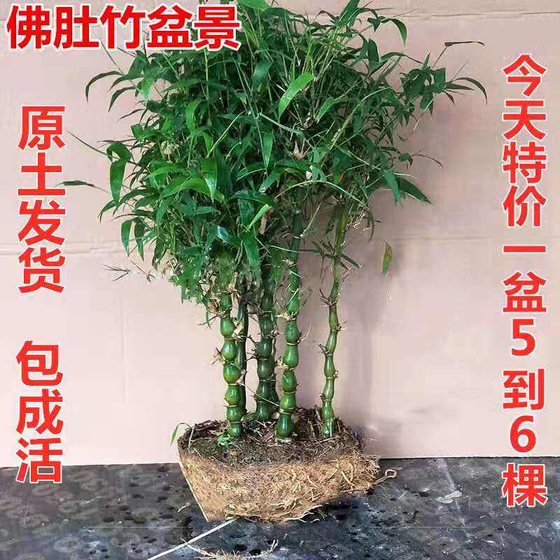 罗汉竹佛肚竹盆栽室内客厅办公室桌面四季常青竹子老桩矮化盆小景