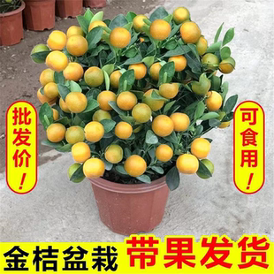 金桔树盆栽带果可食用四季橘子树苗植物客厅室内驱蚊招财花卉绿植