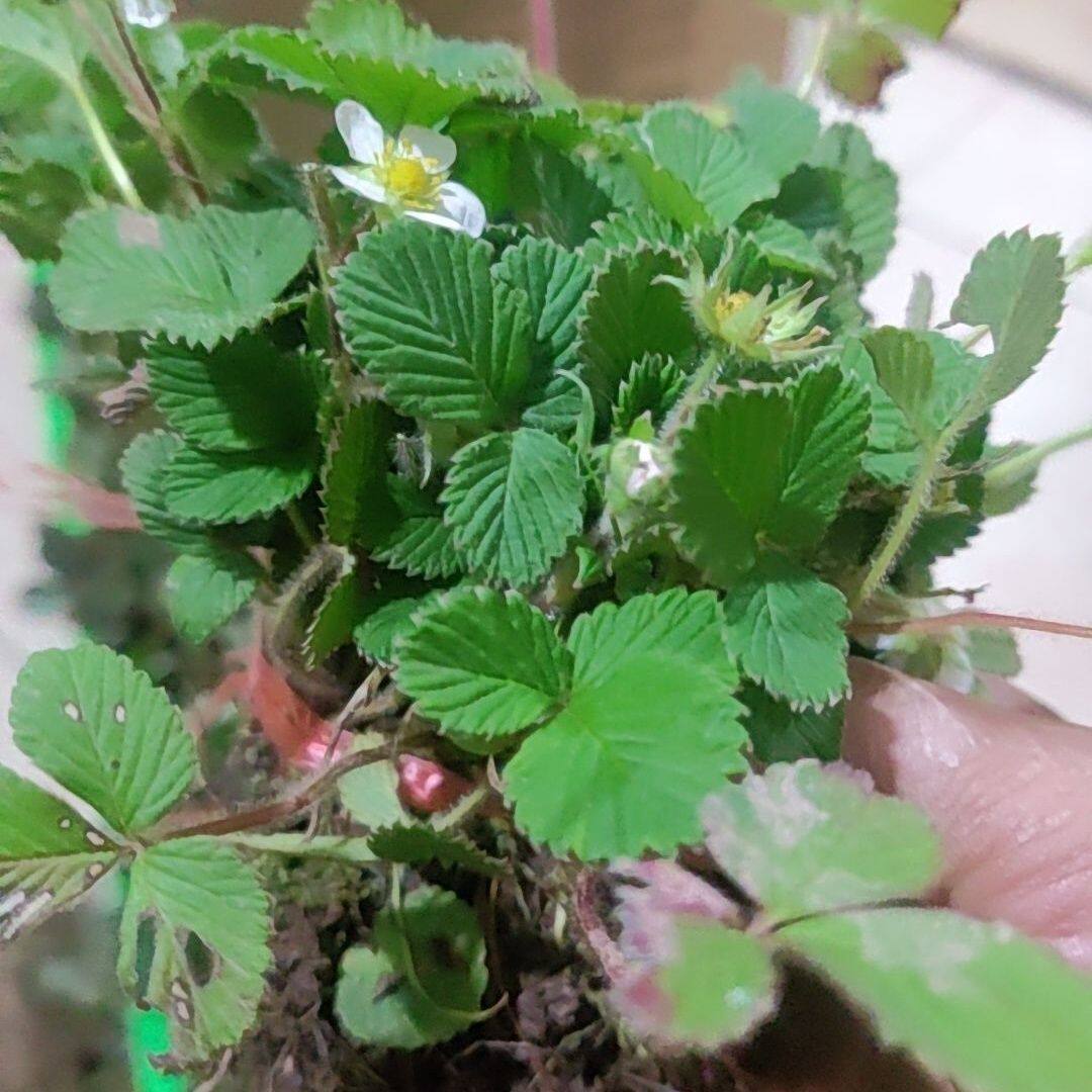 天然白草莓白莾白米泡儿菠萝蜜野草莓儿当季带花苞发货白点果秧