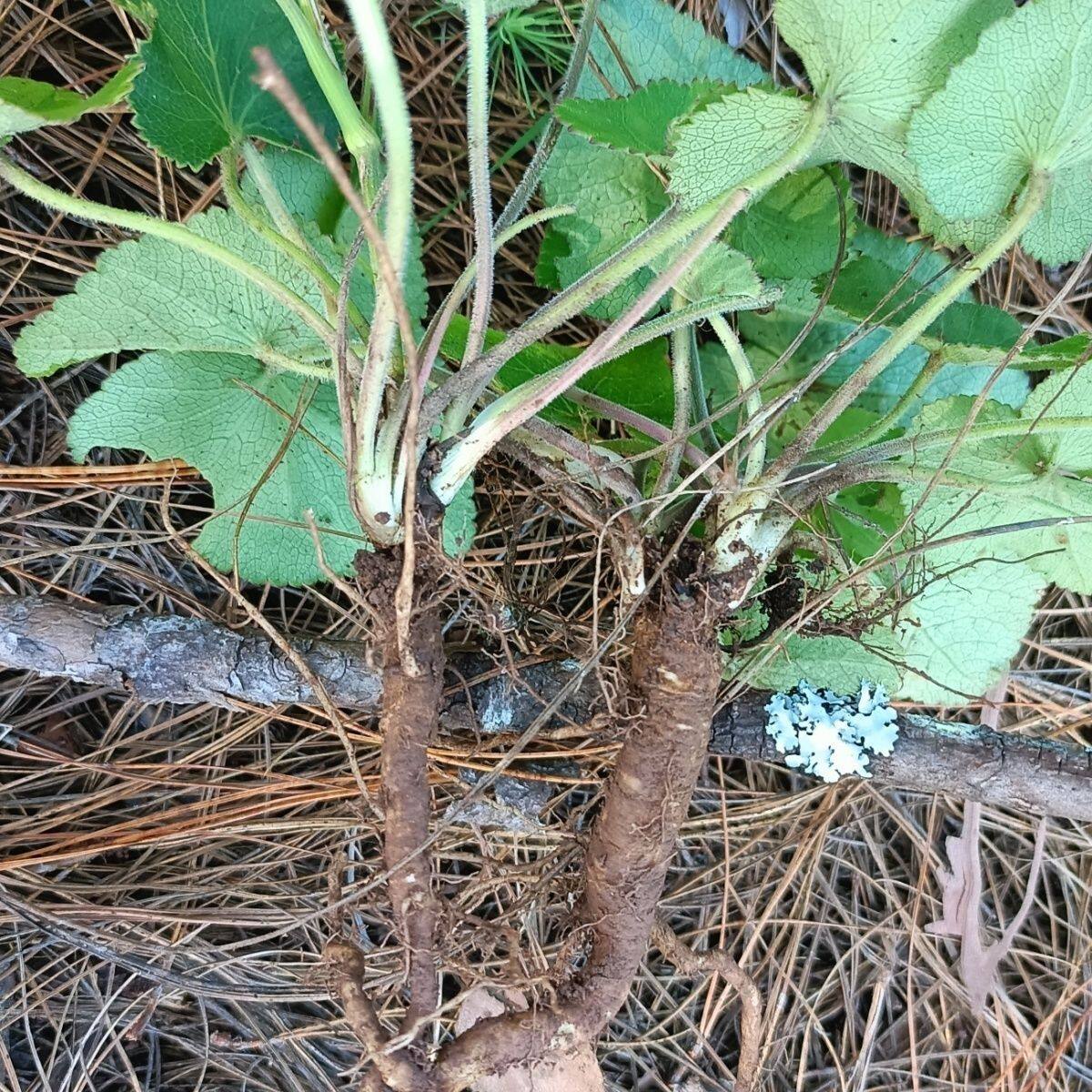 云南新鲜羊山草山当归青草异叶茴芹鹅脚板杏叶防风羊膳骚羊古包邮