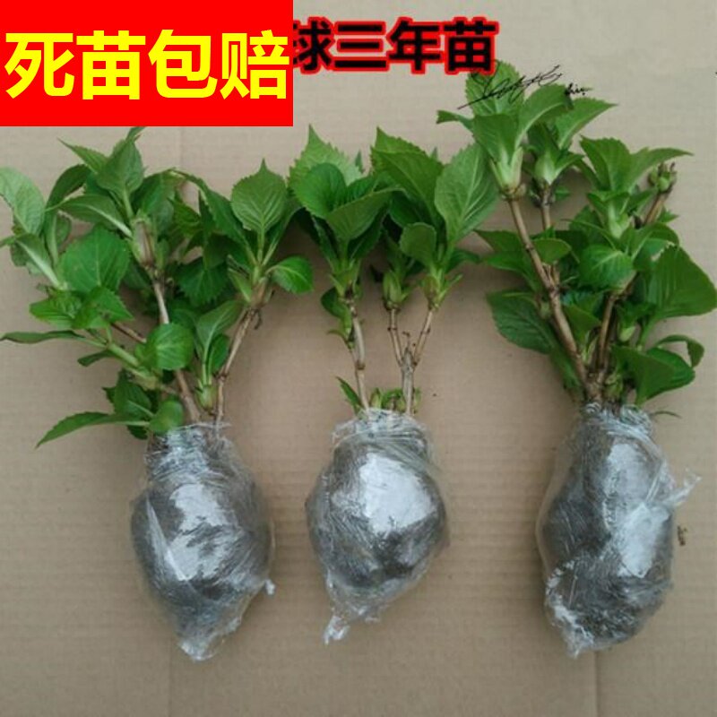 锈球花价格 锈球花图片 星期三