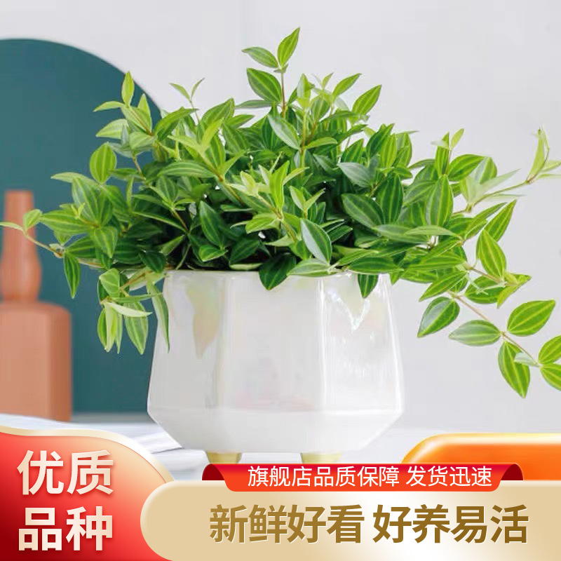 小翡翠植物(翡翠植物寓意)