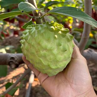 云南凤梨释迦果（中果）