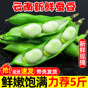新鲜蚕豆5斤云南农家带壳生蚕豆兰花胡豆佛青豆荚罗汉豆蔬菜包邮