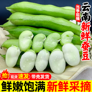 新鲜蚕豆5斤云南农家带壳生蚕豆兰花胡豆佛青豆荚罗汉豆蔬菜包邮