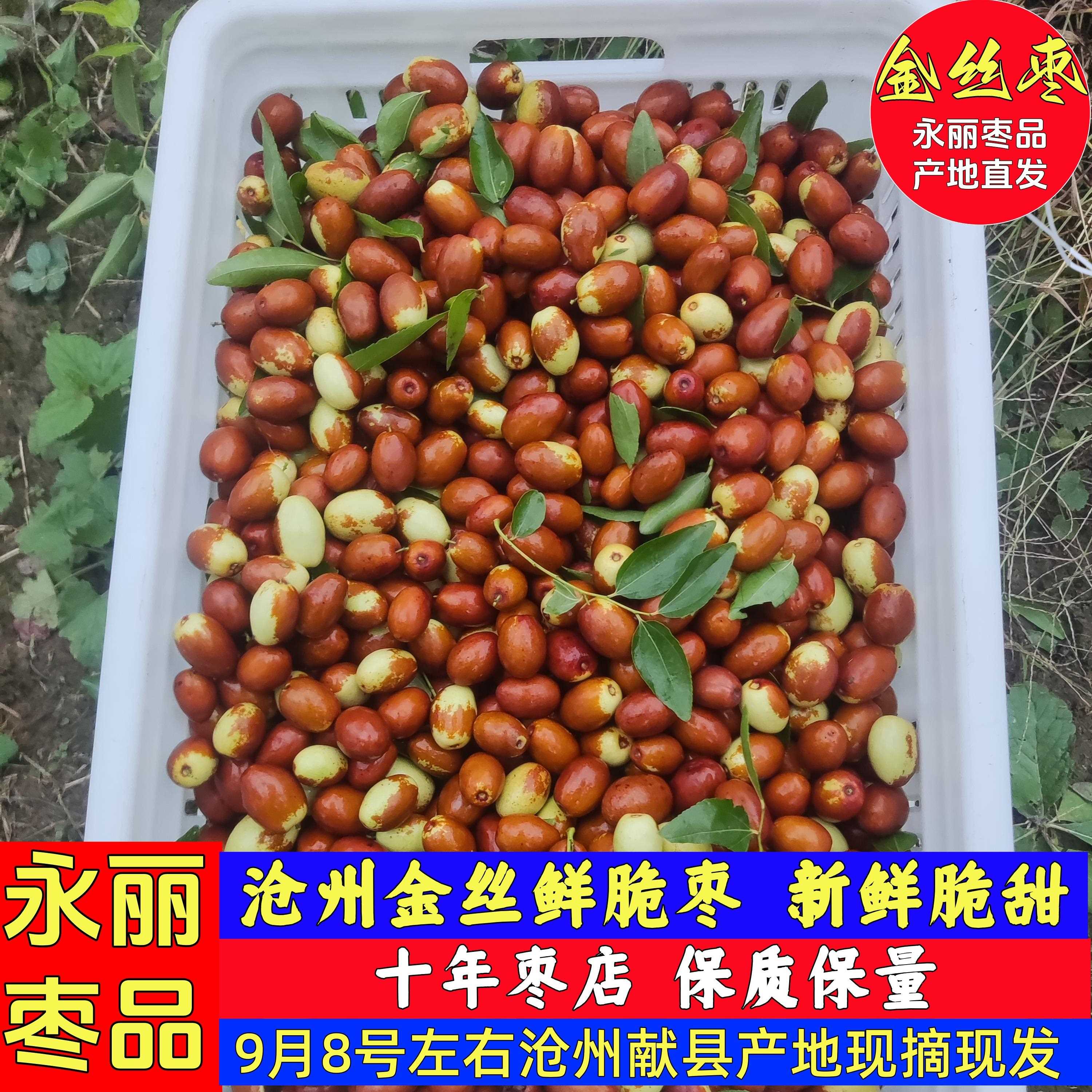 沧州金丝小枣鲜脆枣新鲜枣特级水果脆甜金丝小枣鲜大枣鲜枣子新鲜
