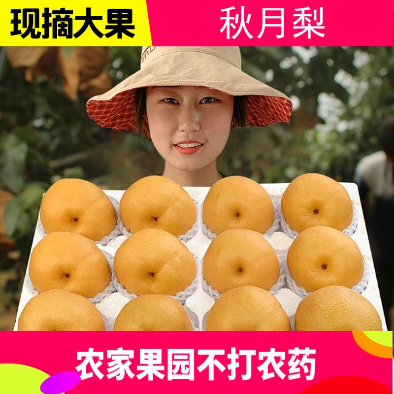 山东秋月梨新鲜水果当季现摘现发秋月梨孕妇水果脆甜大黄梨特大果
