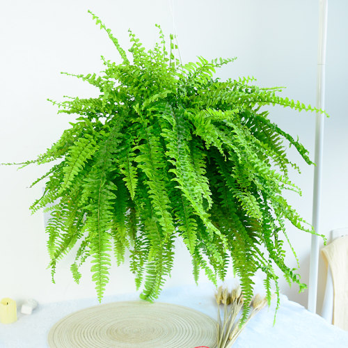 蕨类植物质量怎么样 蕨类植物口碑怎么样 小麦优选