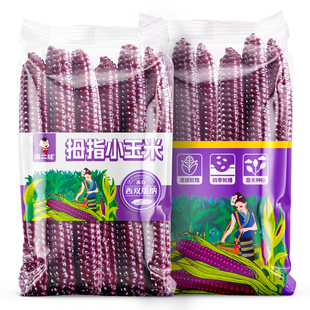 滇二娃云南西双版纳拇指紫糯玉米小玉米新鲜甜糯非转基因紫玉米