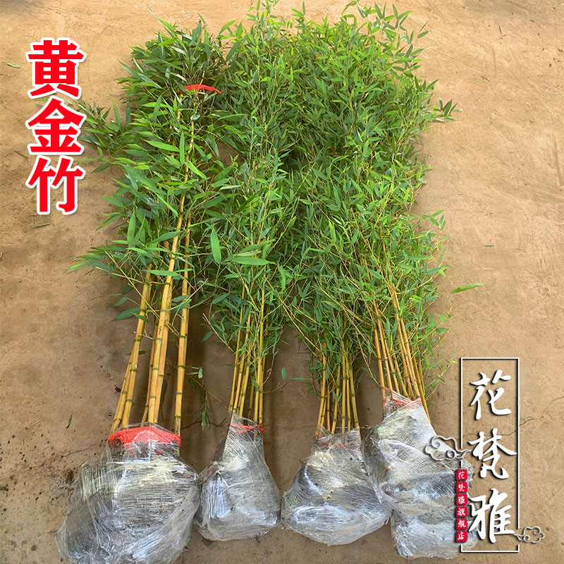 金镶玉黄金竹竹子苗庭院四季常青花园观赏植物室内盆栽景观金竹苗