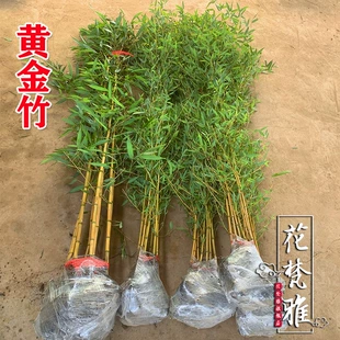 金镶玉黄金竹竹子苗庭院四季 常青花园观赏植物室内盆栽景观金竹苗