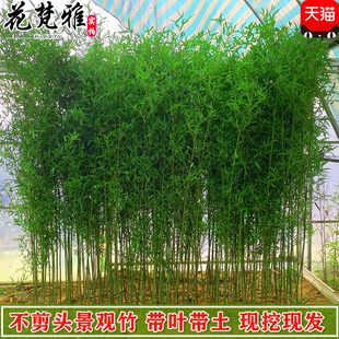 全冠不剪头景观竹四季竹子苗金竹绿竹紫竹苗罗汉竹子盆栽庭院耐寒