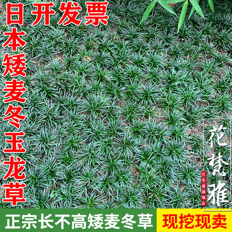 日本矮麦冬草玉龙草四季青麦冬草庭院耐阴草地被植物冬季耐寒耐旱
