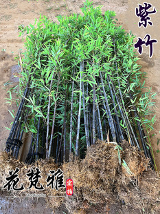 紫竹苗四季常青竹子苗庭院户外耐寒植物室内竹子盆栽黑竹矮化墨竹