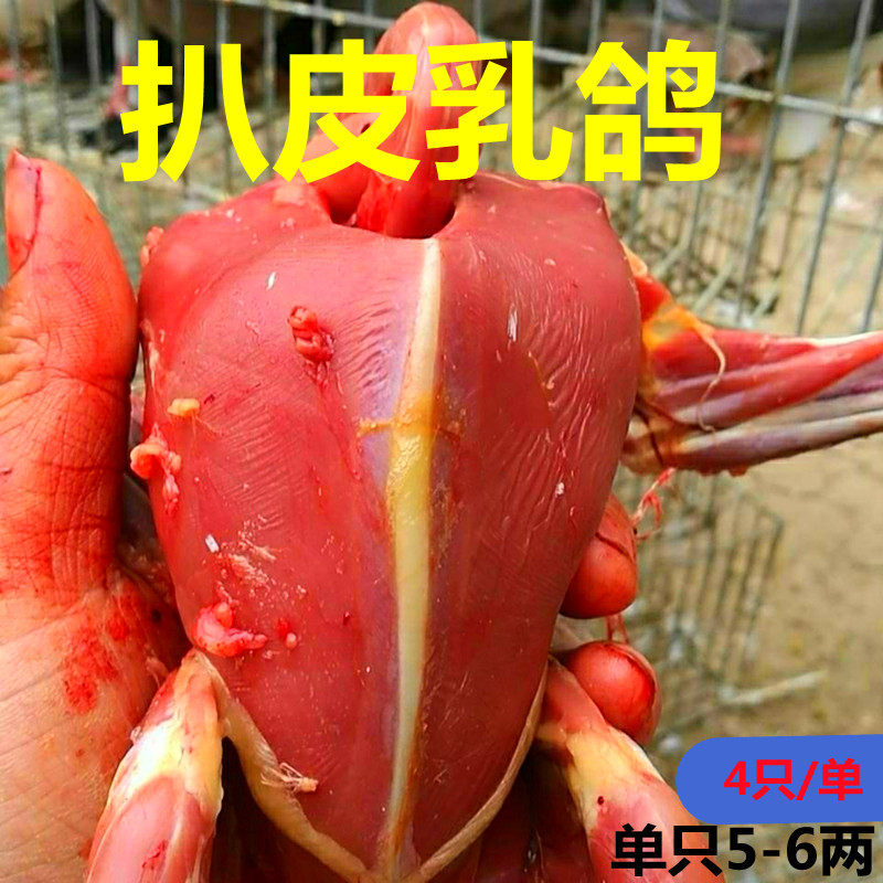 扒皮乳鸽子肉新鲜现杀净重5-6两烧烤1单20只顺丰包邮原粮散养速冻