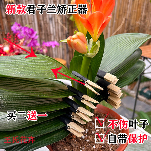 君子兰带保护矫正夹神器