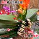 1竹夹 君子兰花卉盆栽整形定形矫正夹神器支架不伤叶子自带保护