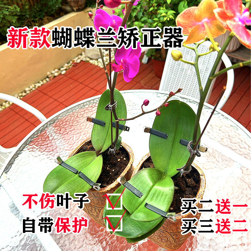 蝴蝶兰君子兰矫正夹子
