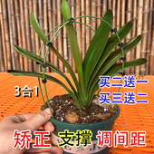 1君子兰专用矫正花架定型矫正固定防长偏调整叶子间距
