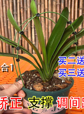 1君子兰专用矫正花架定型矫正固定防长偏调整叶子间距