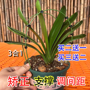 1君子兰专用矫正花架定型矫正固定防长偏调整叶子间距