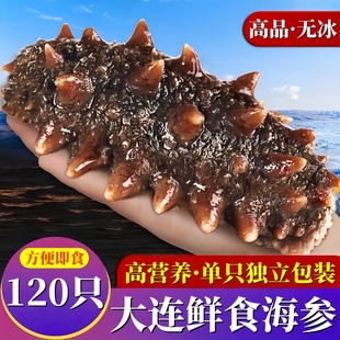 【无冰衣】大连鲜食海参即食海参鲜活辽参新鲜刺参营养速食单只装