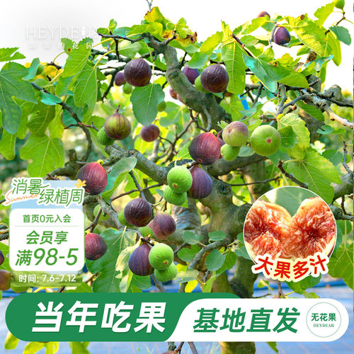 无花果盆栽大果特级高品质易养活