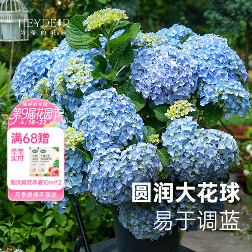 大海蓝新品大花绣球新老枝开花