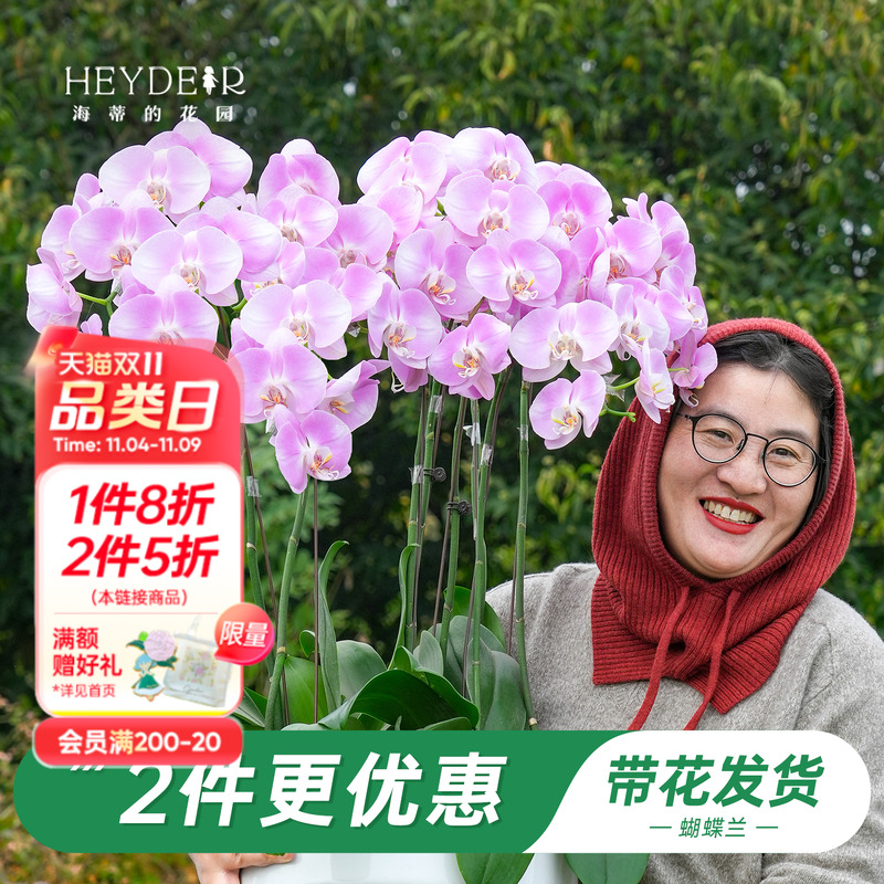 海蒂的花园旗舰店蝴蝶兰带花盆栽花苗带花苞年宵花植物室内花