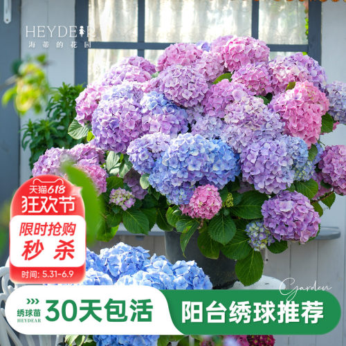 海蒂的花园旗舰店绣球盆栽绣球苗花园阳台可种无尽星河万华镜花苗