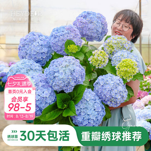 海蒂的花园重瓣绣球阳台庭院可种