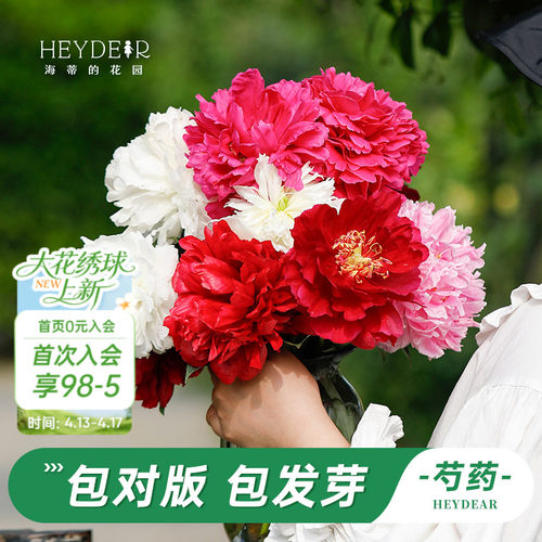 海妈家耐寒多年生芍药花苗