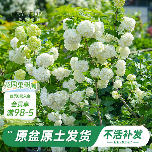 绿植盆栽回购榜TOP店铺木绣球