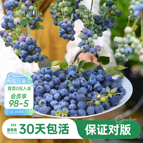 海妈家蓝莓苗原盆原土发货