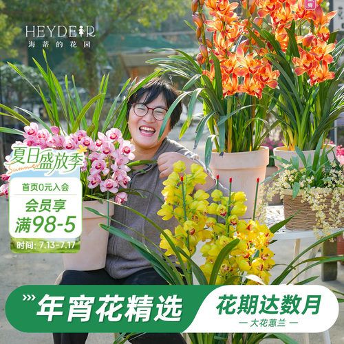 海蒂的花园大花蕙兰盆栽花苗