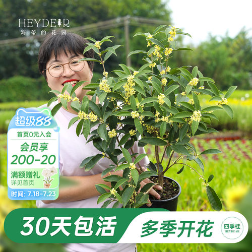 海妈家多季节开花桂花盆栽