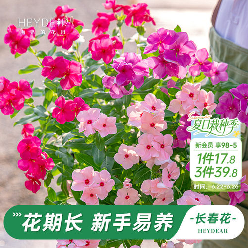 长春花盆栽带花苞发货