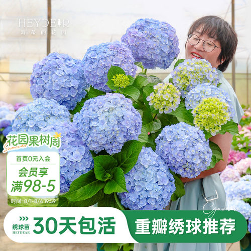 海蒂的花园重瓣绣球阳台庭院可种