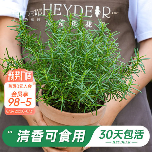 迷迭香盆栽易活好养品牌保障