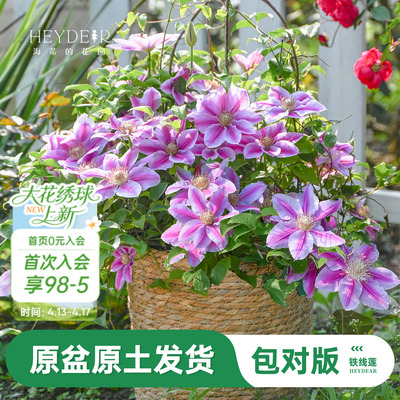 海蒂的花园旗舰店铁线莲苗乌托邦倒影爬藤铁线莲盆栽苗庭院可种