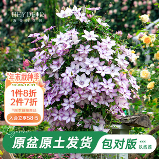 海蒂 花园旗舰店铁线莲花卉盆栽苗乌托邦银币爬藤植物阳台庭院