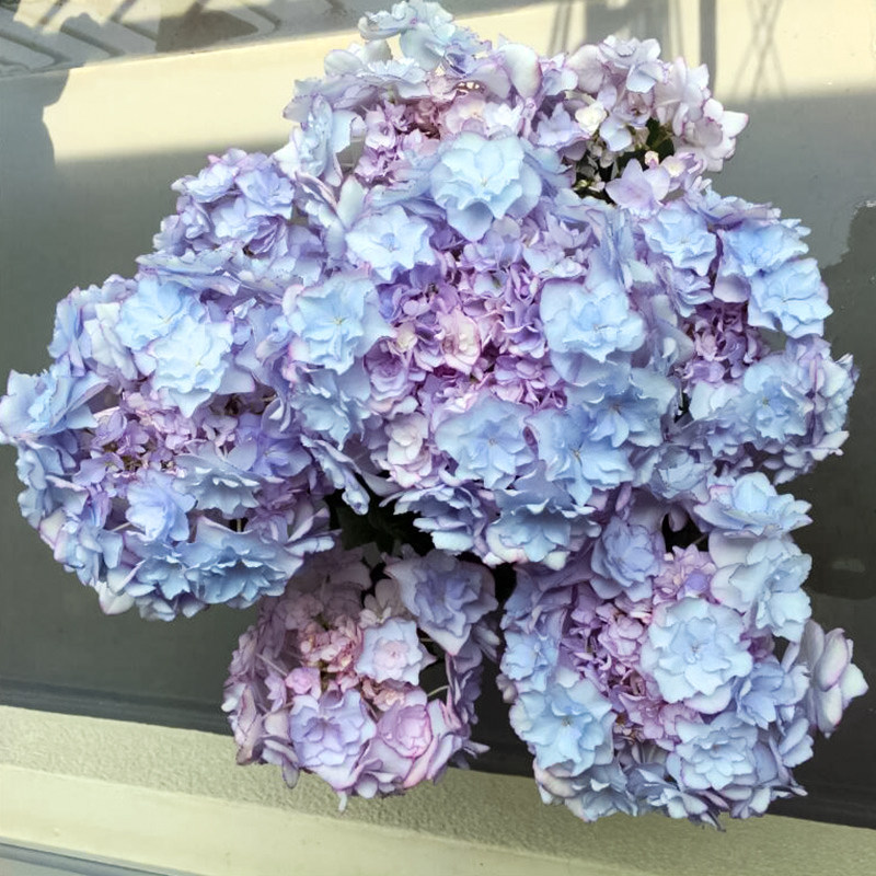 海蒂的花园惠子小姐重瓣大花绣球花八仙花室外阳台庭院植物盆栽苗