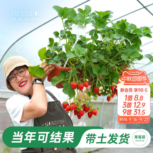 海蒂的花园草莓苗当年新苗