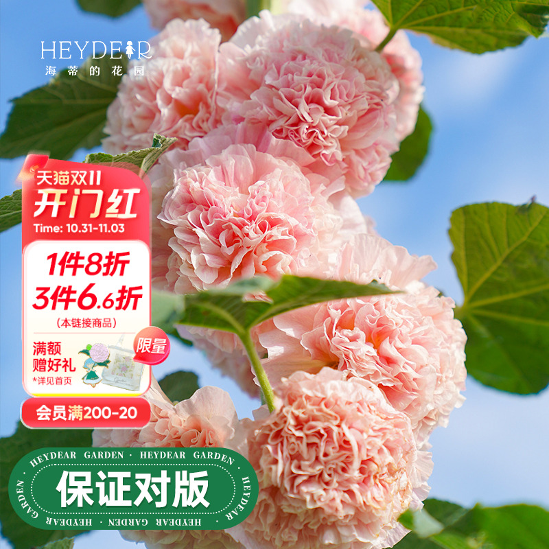 蜀葵盆栽苗花量大易养护