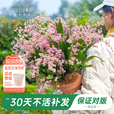 梦香文心兰室内开花香气四溢