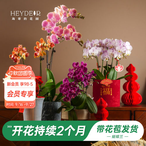 【品牌保障】A级蝴蝶兰带花发货